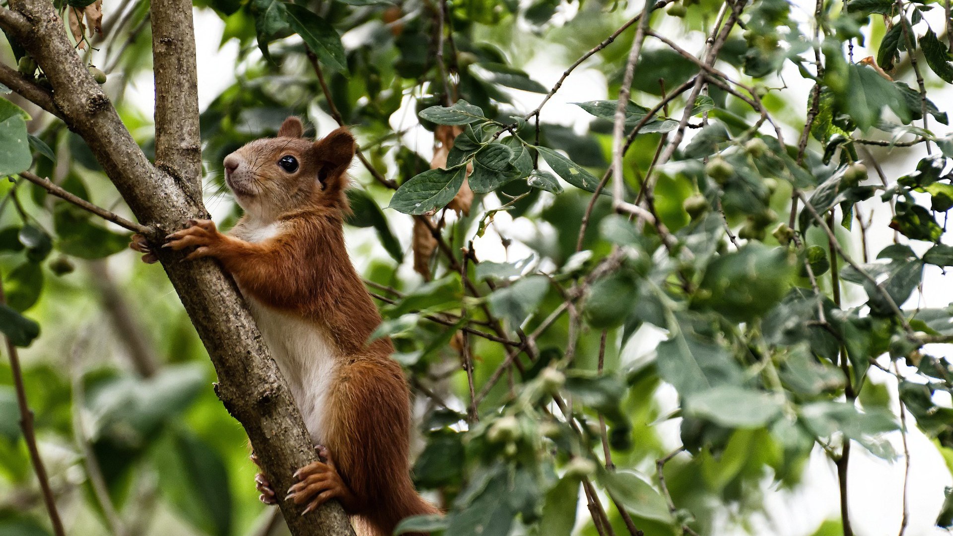 _高空空中漂移：在云间释放速度激情_，空中飘移