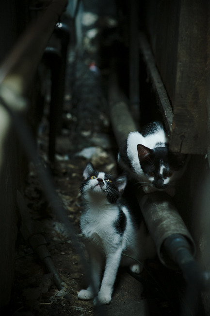 开云体育入口-“英超争冠白热化，排名渐趋明朗”，英超 whu