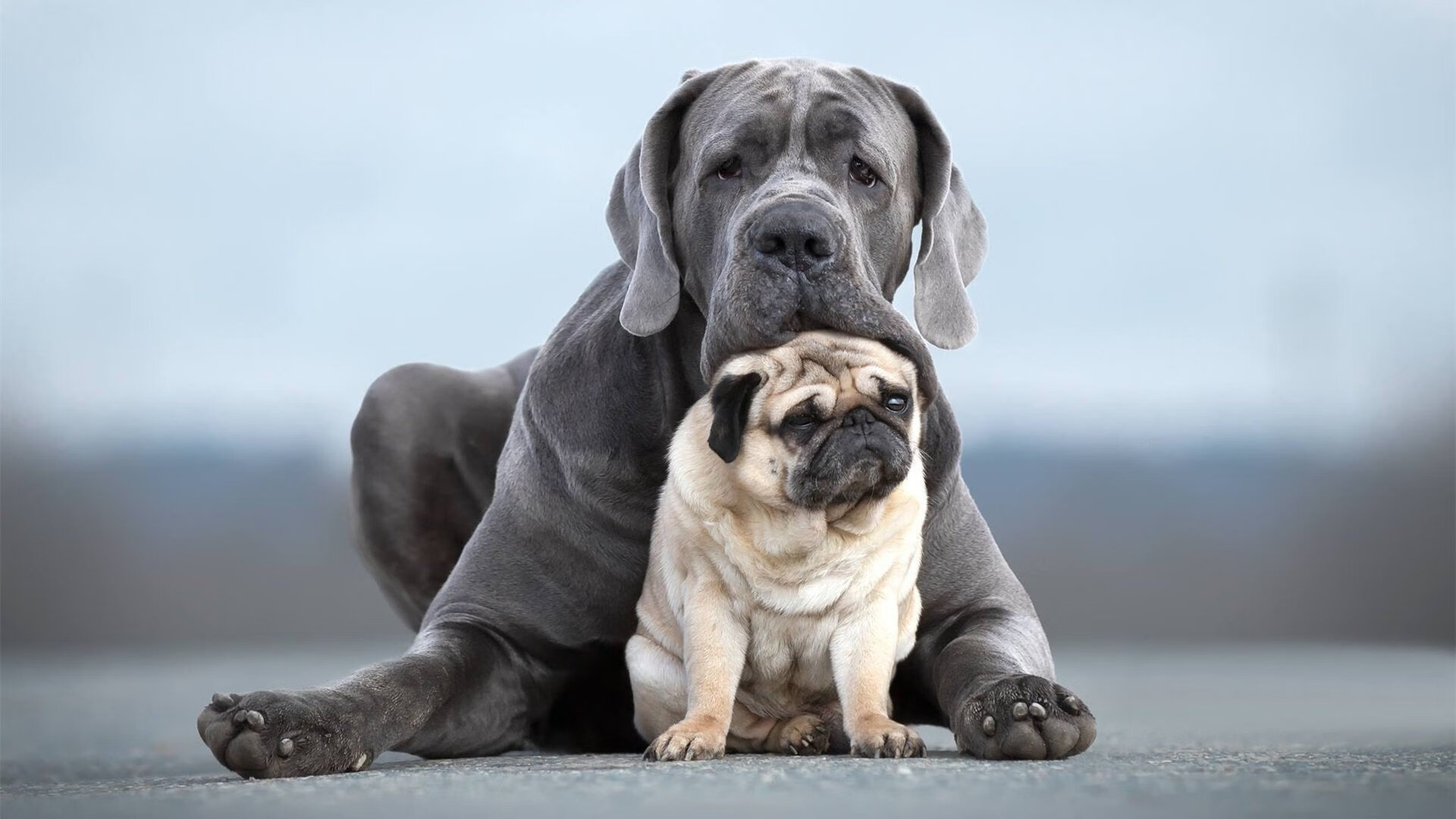 开云体育官方app-《电竞志愿者：幕后英雄的故事》，电竞人物志theshy