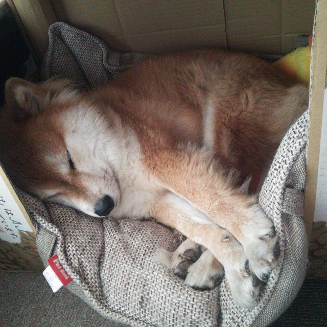 圣日耳曼后防失守，主场失利难以接受，圣日耳曼区