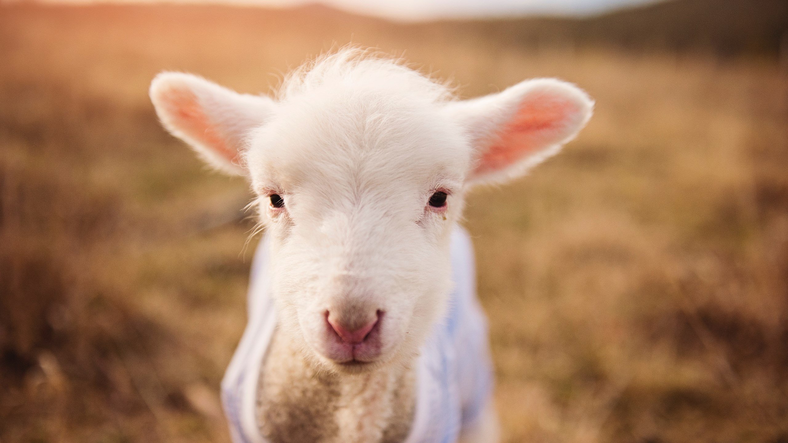 中国香港队再创新高：国际乒联混合团体世界杯精彩回顾，香港乒乓球队成绩