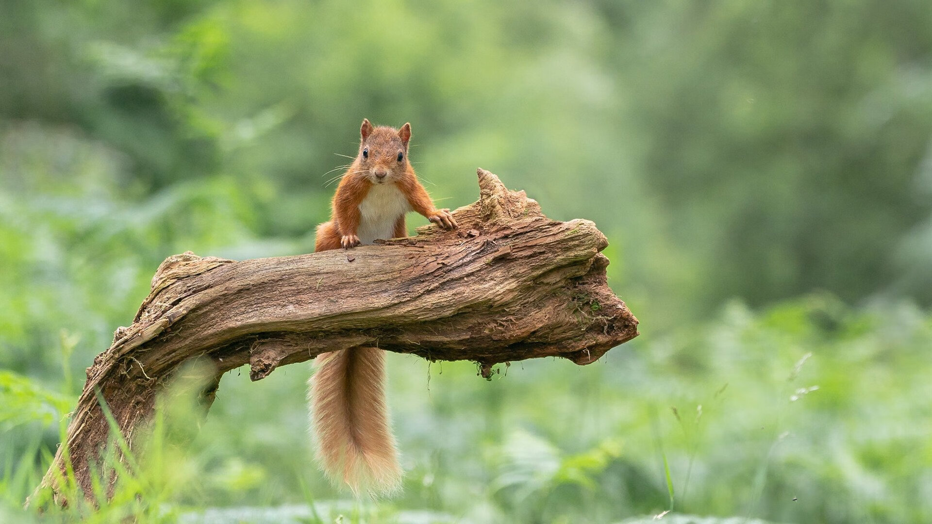 亚洲杯中国足球战败 球迷提出改革建议，亚洲杯国足分析