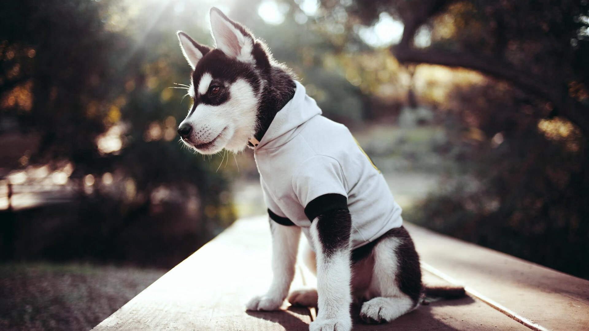 北京鸭攻守两端全面开花展现强队风采，北京鸭川